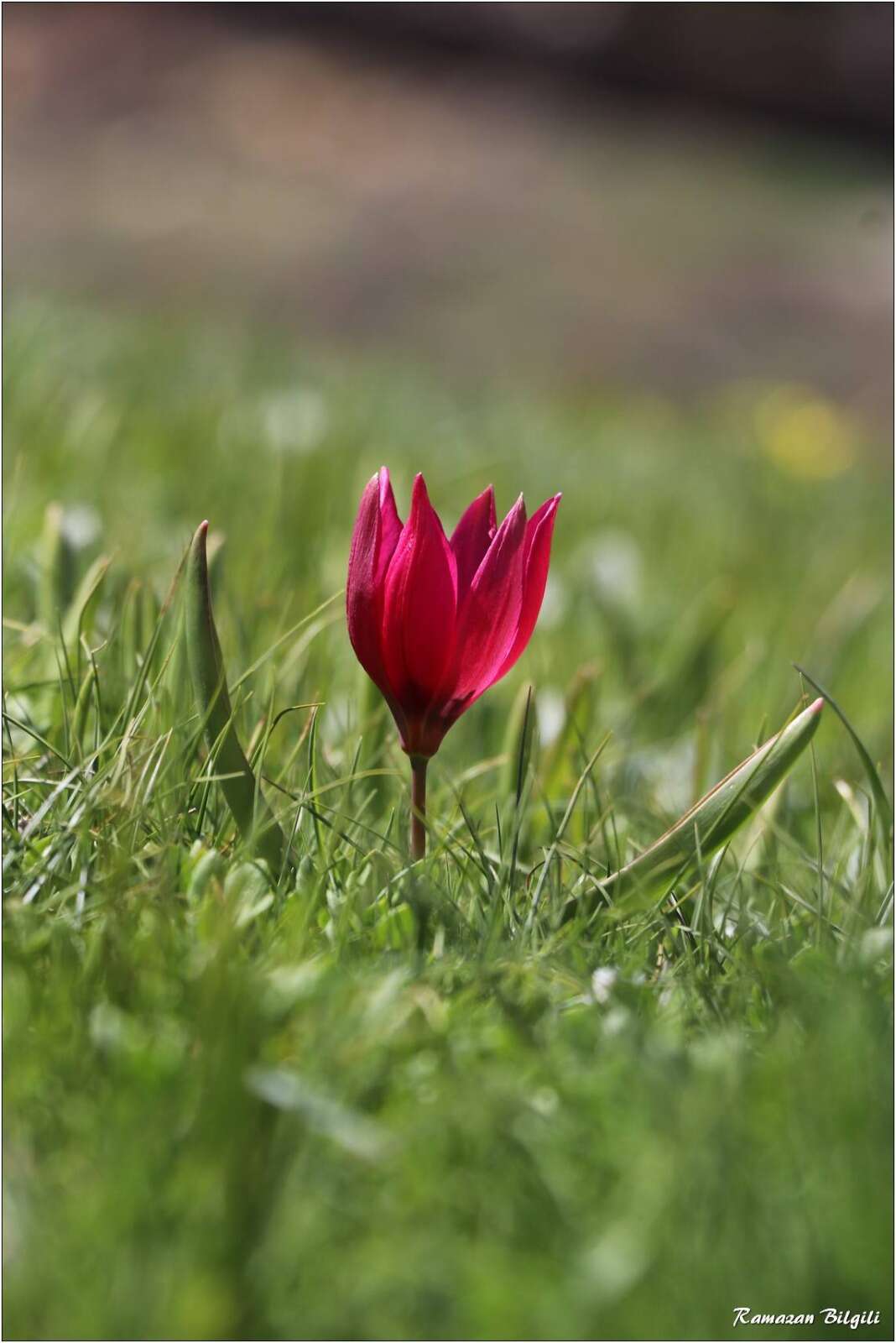 Konya’da doğa canlandı, kartpostallık bahar manzaraları çıktı 22